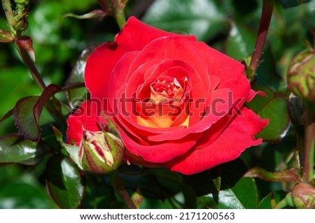  Close-up floribunda rose. High quality photo