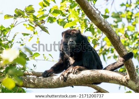Paraguayan Howler is looking from a tree in the Pantanal, Brazil