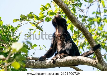 Paraguayan Howler is howling in the Pantanal, Brazil
