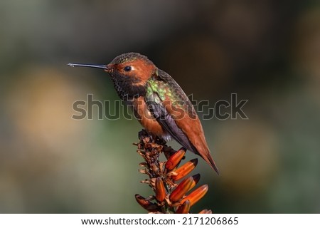 Male Allen's hummingbird shown perched on an aloe plant. Photo taken in Southern California.