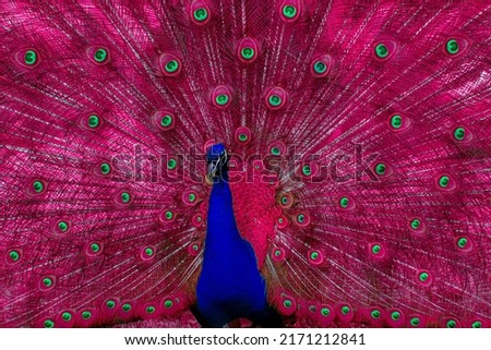 bright peacock in a glamorous finish
