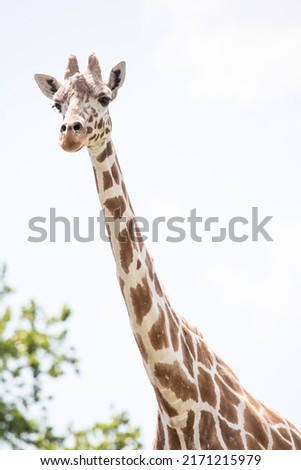 The giraffe is a tall African hoofed mammal belonging to the genus Giraffa. It is the tallest living terrestrial animal and the largest ruminant on Earth. Royalty-Free Stock Photo #2171215979