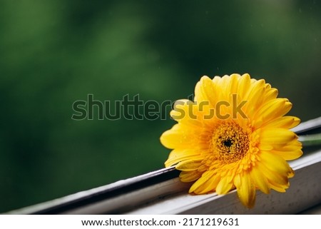 Close up photo of a yellow gerbera flower on a window in daylight. Natural banner with flowers. flower on a green background with rain. Major trend concept with copy space.