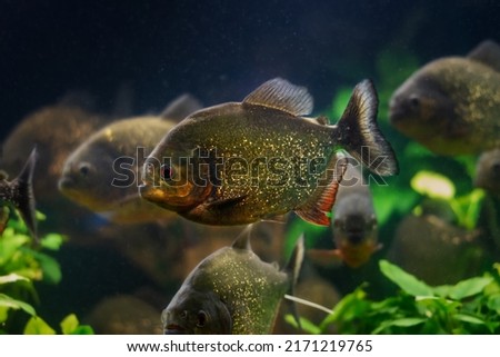 dangerous red-bellied piranha shoal, healthy adult of wild fish species with sharp teeths from Amazon river basin in planted aquascape, popular enduring species for experienced aquarist