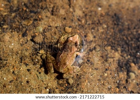 Pretty frog appenninica (Rana italica) sitting in a stretch of water in the Tuscan-Emilian Apennines