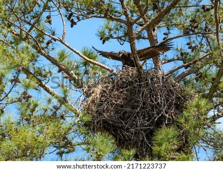 Juvenile Bald Eagle fledging over nest at wild life refuge in Rome Georgia. Royalty-Free Stock Photo #2171223737