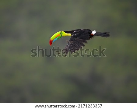 Keel-billed Toucan inflight on green background