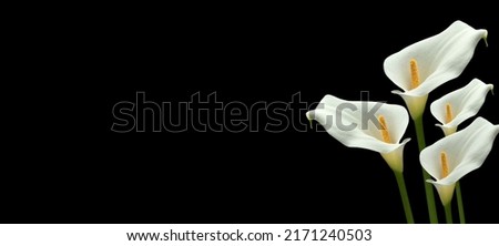 DEEPEST SYMPATHY CARD WITH CALLA LILY FLOWERS ISOLATED ON BLACK BACKGROUND. CONDOLENCES ON DECEASES CONCEPT. COPY SPACE. Royalty-Free Stock Photo #2171240503