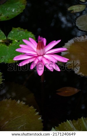 Pink lotus in the fish pond in front of the house The lotus is the queen of the water plants. Symbolizes goodness And considered to be the flower of Buddhism, therefore it is popular to bring to monks