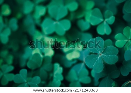 Clover Leaves for Green background with three-leaved shamrocks. st patrick's day background, holiday symbol, Earth