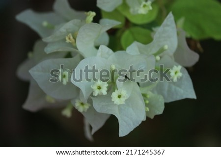 white bougainvillea flowers close-up image of flowers.