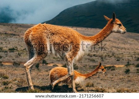 free vicuñas in the chimborazo volcano in ecuador