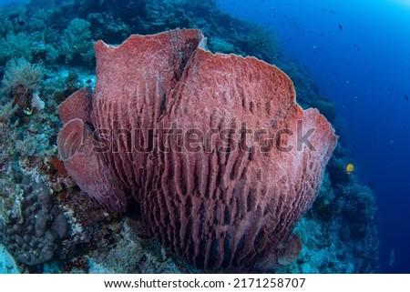 Tropical Coral Reef Fish Scenes shot in Tubbataha  