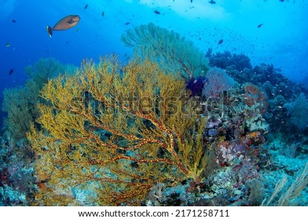 Tropical Coral Reef Fish Scenes shot in Tubbataha  