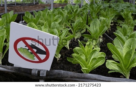 Do not pick sign in organic vegetable farm, farmer put Don't picking sign warning in young sprout vegetables greenhouse, Agriculture concept