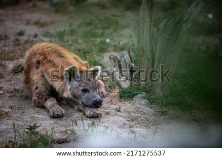 The spotted hyena , also known as the laughing hyena.