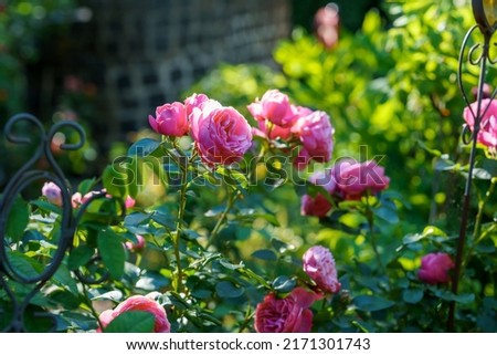 Colorful, beautiful, delicate rose in the garden. Blossoming flowers in summer