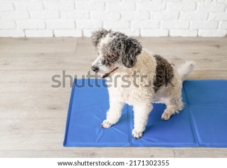 Pet care. Cute mixed breed dog sitting on cool mat in hot day looking up, white brick wall background, summer heat