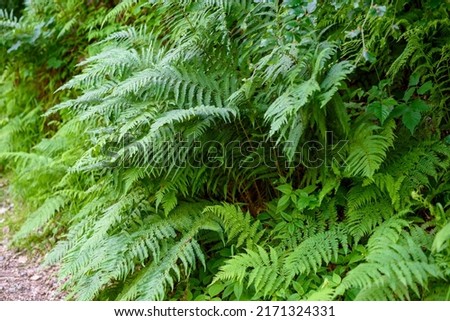 Beautiful fern leaf texture in nature. Natural ferns background Fern leaves Close up ferns nature. Fern plants in forest Background of the ferns Nature concept. Green ferns nature. Natural floral fern Royalty-Free Stock Photo #2171324331