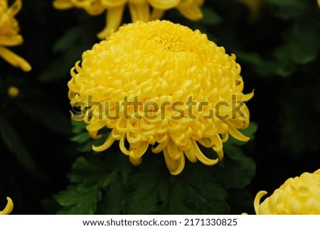  a yellow chrysanthemum in botanical garden in Achimgoyo botanical garden in Cheongpyeong, South Korea Royalty-Free Stock Photo #2171330825