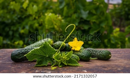 Fresh cucumber on rustic wooden background. Cucumbers are low in calories but high in many important vitamins and minerals  lose weight. leaves and flower