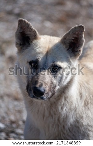 A kind village mongrel dog alone without people