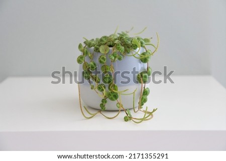 String of turtles (Peperomia prostrata) house plant in a blue pot, isolated on a white shelf and gray green background. Landscape orientation.