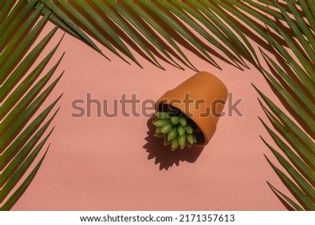 Creative natural summer concept made of palm leaves and small plant on the pink background. Minimal art pink background with border
