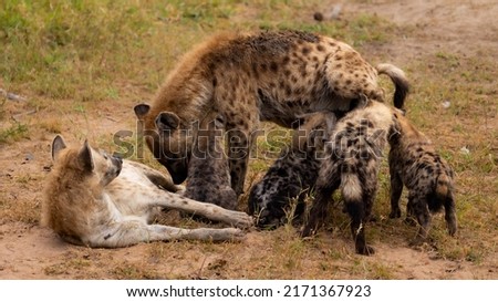 Spotted hyenas greeting each other