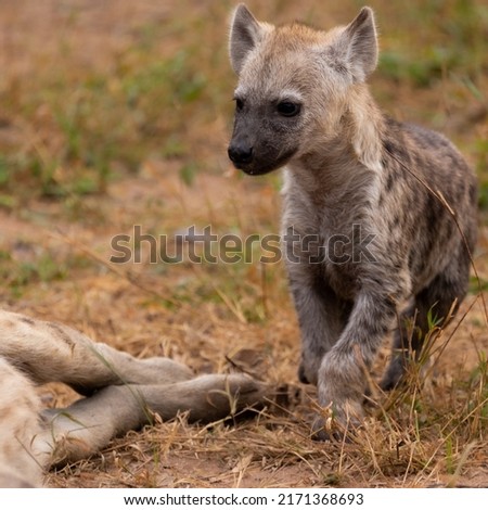 Spotted hyena cub in the wild