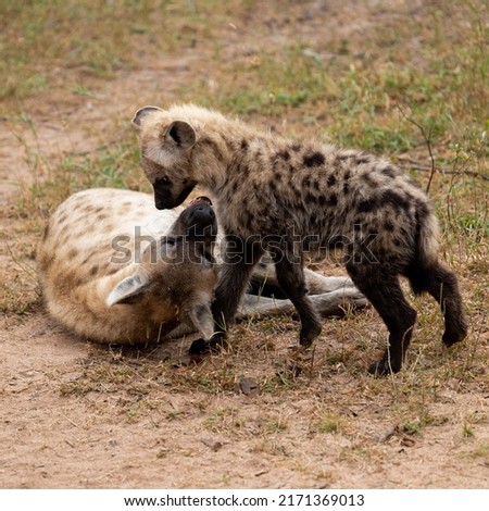 Spotted hyenas greeting one another.