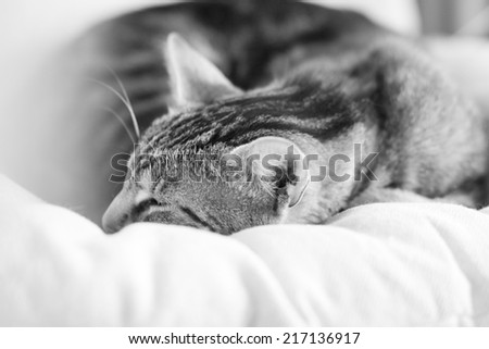 Black and white photo of a sleepy, beautiful cat on an armchair