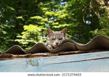 The muzzle of a gray cat looking out from a slate roof