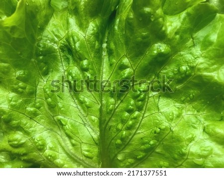 Macro photography, top view of wet washed tasty leaves, healthy diet food. Stock photo with fresh and green lettuce for backgrounds, design, print, patterns