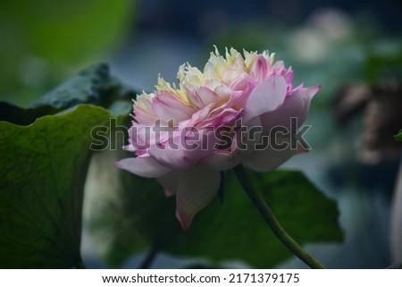 Lotus - High quality image of lotus
