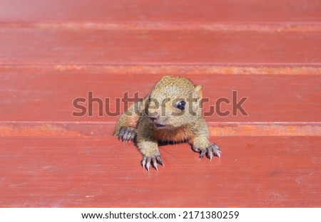 Baby brown squirrel on red wooden floor