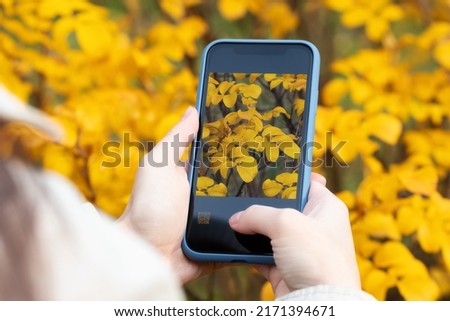 Girl takes pictures on the camera of the phone yellow autumn leaves
