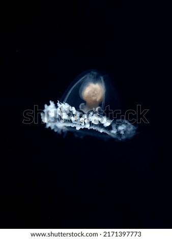 Turritopsis dohrnii, also known as the immortal jellyfish, is a species of small, biologically immortal jellyfish found worldwide in temperate to tropic waters. Royalty-Free Stock Photo #2171397773