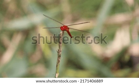 insect red dragonfly macro photography 