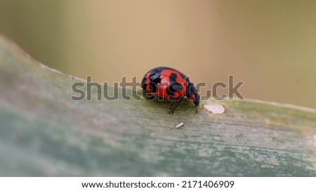 picture of red ladybug on grass