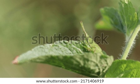picture of green grasshopper on leaf