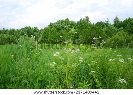 An overgrown field. White flowers in the foreground. Cloudy. Summer village landscape. Tall grass and weeds overgrown in a field.