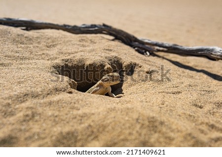 toadhead agama lizard in its burrow in the sand of the desert Royalty-Free Stock Photo #2171409621