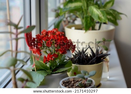 Windowsill full of house plants(Kalanchoe, succulents, cactus)  Royalty-Free Stock Photo #2171410297