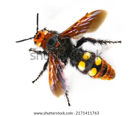 Mammoth wasp, (Megascolia maculata) isolated on white, top view 