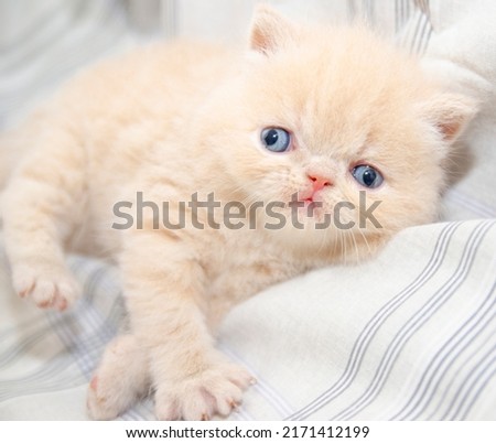little persian kitten cat portrait