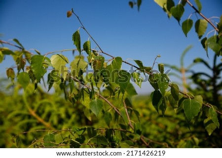 Young juicy green leaves on the branches of a birch in the sun outdoors in spring summer close-up macro on the background of birch trunk. Spring Awakening, beautiful vivid colorful artistic image.