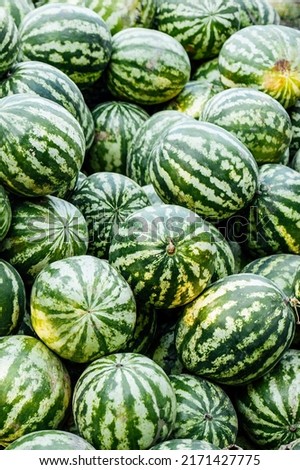 Ripe watermelons backround, harvesting. Summer mood kherson watermelons Royalty-Free Stock Photo #2171427775