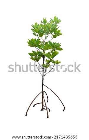 Isolated mangrove tree with prop root and aerial roots cut out on the white background. Royalty-Free Stock Photo #2171435653