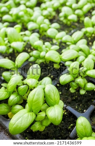 Close up picture of organic basil seedlings, selective focus.